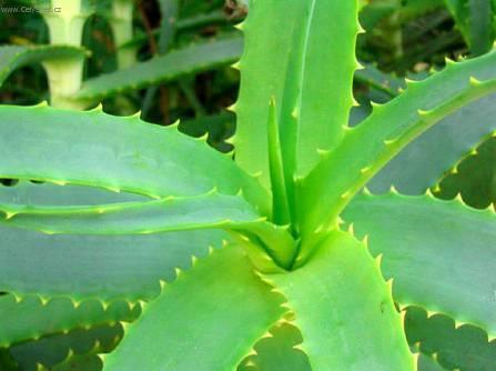 Foto: Aloe vera