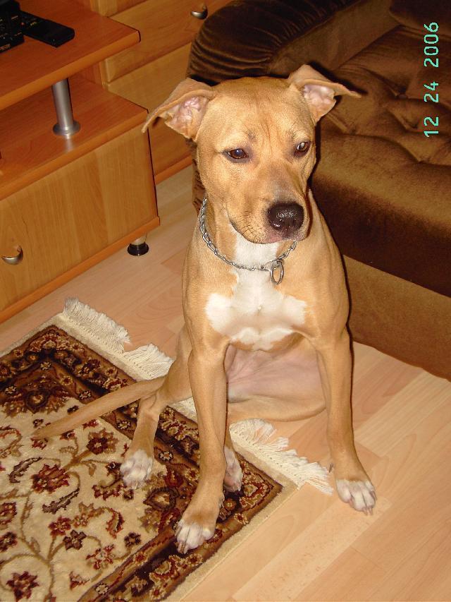 Fotky: Americk� pitbull teri�r (foto, obrazky)