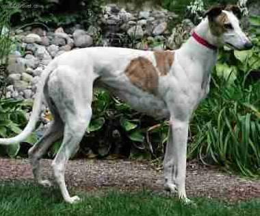 Foto: Anglick� chrt