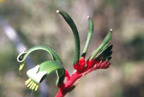 Fotky: Anigozantos, klokan� tlapka (foto, obrazky)