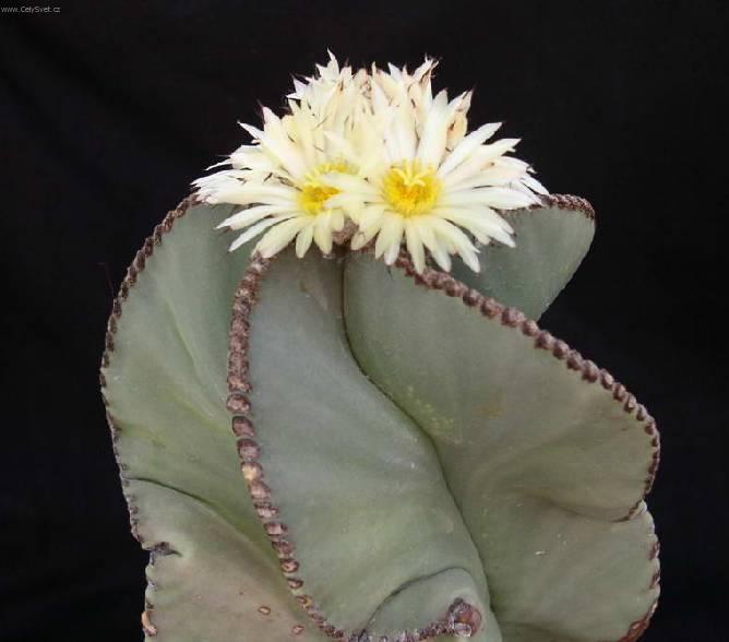 Foto: Astrophytum