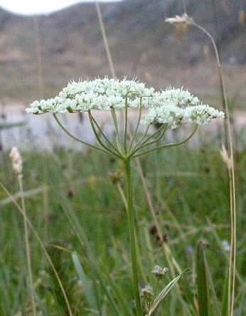 Foto: Bedrn�k Obecn�