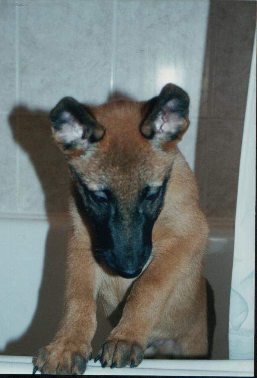 Foto: Belgick� ov��k - Malinois-Majitelka: Pavl�na Be�vov�