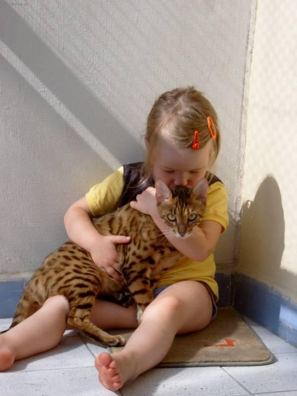 Fotky: Beng�lsk� ko�ka, leopard� ko�ka (foto, obrazky)