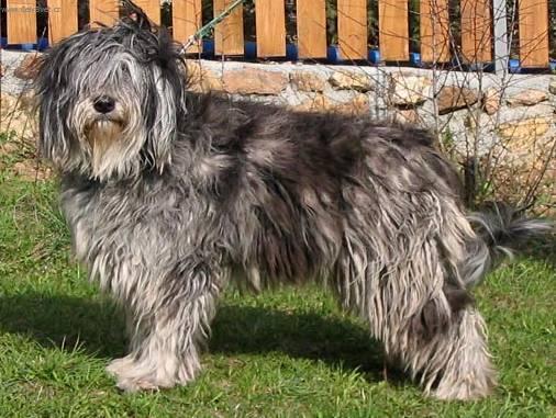 Foto: Bergamsk� ov��k