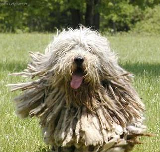 Foto: Bergamsk� ov��k