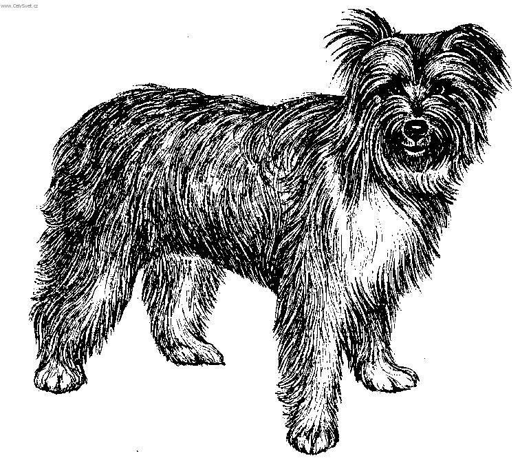 Fotky: Pyrenejsk� ov��k s dlouhou srst� (foto, obrazky)