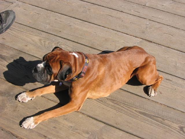 Fotky: N�meck� boxer (foto, obrazky)
