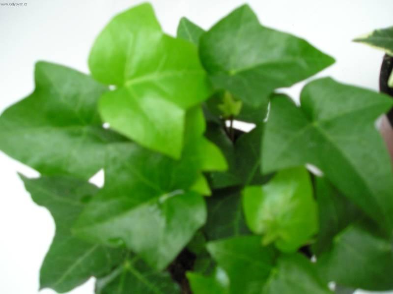 Fotky: B�e�an pop�nav� (foto, obrazky)