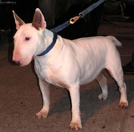 Fotky: Bulteri�r (Bullteri�r) (foto, obrazky)
