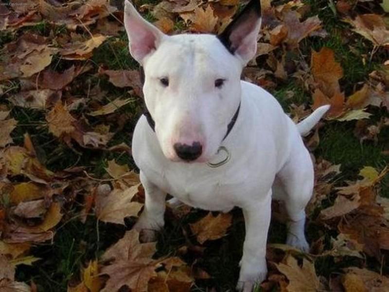 Fotky: Bulteri�r (Bullteri�r) (foto, obrazky)