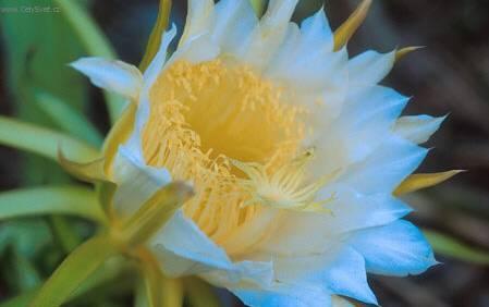 Foto: Cereus