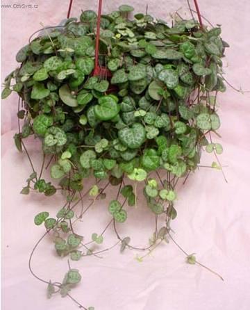 Fotky: Cerop�gie (foto, obrazky)