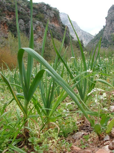 Foto: �esnek kuchy�sk�