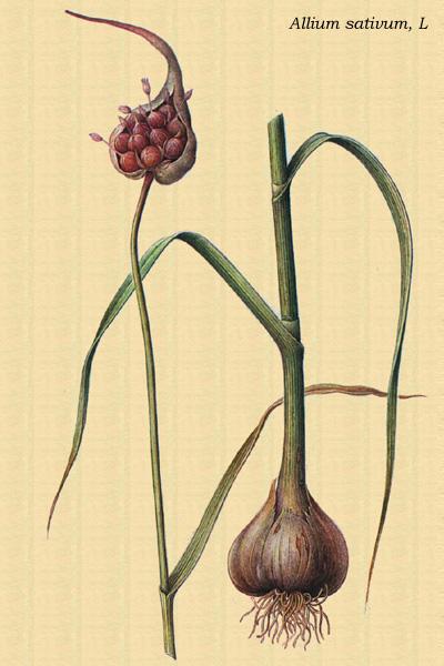 Foto: �esnek kuchy�sk�