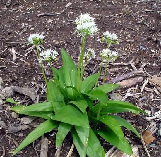 Foto: �esnek Medv�d�