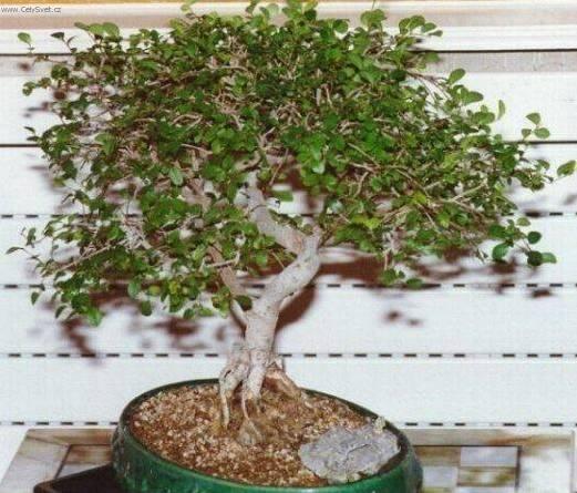 Foto: ��nsk� jilm