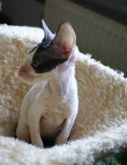 Foto: Cornish Rex-CHS: z Valimaru *Cz