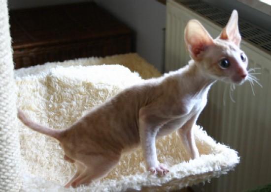 Foto: Cornish Rex-CHS: z Valimaru *Cz