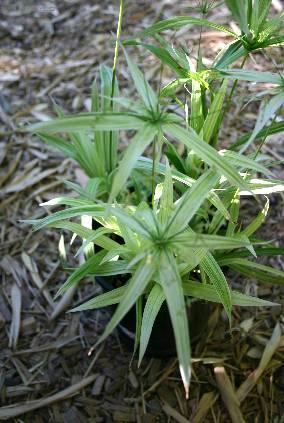 Fotky: Cyperus, ��chor (foto, obrazky)