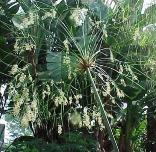 Foto: Cyperus, ��chor