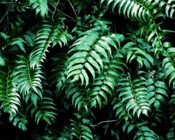 Foto: Cyrtomium, srpovice