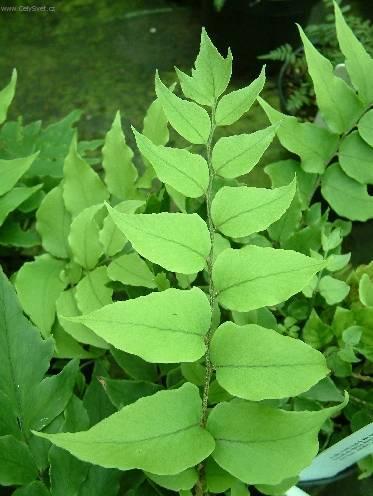 Foto: Cyrtomium, srpovice