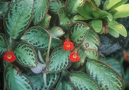 Foto: Episcia