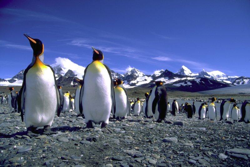 Foto: Falklandy