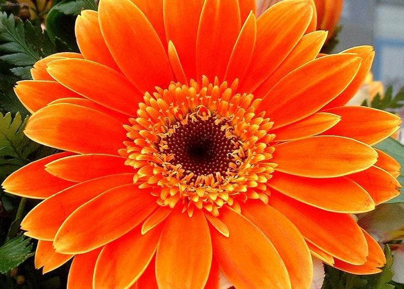 Foto: Gerbera