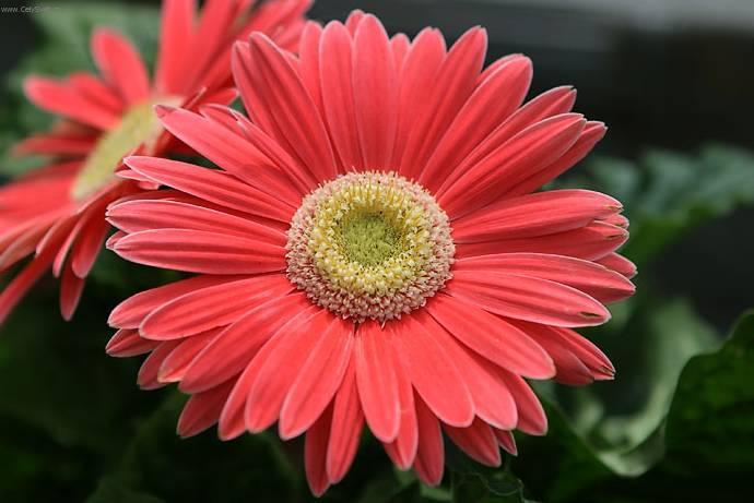 Foto: Gerbera