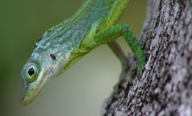 Foto: Grenada-Lizard