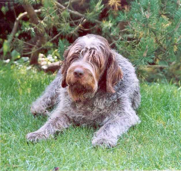 Fotky: Griffon d�Arret � Poil Dur (foto, obrazky)