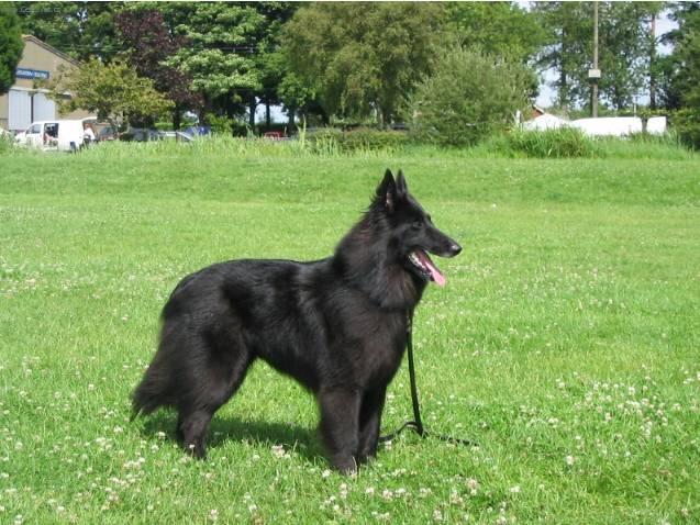 Fotky: Belgick� ov��k - Groenendael (foto, obrazky)