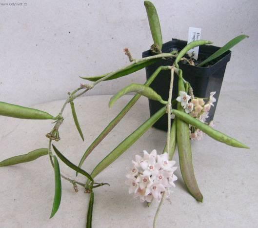 Foto: Hoja, voskovka