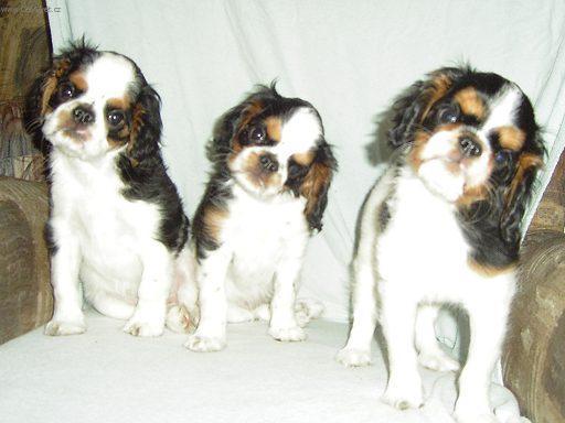 Fotky: Kaval�r King Charles �pan�l (foto, obrazky)