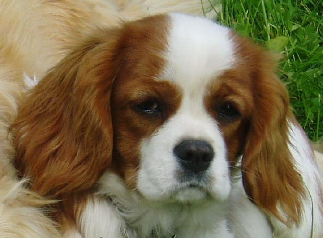 Fotky: Kaval�r King Charles �pan�l (foto, obrazky)