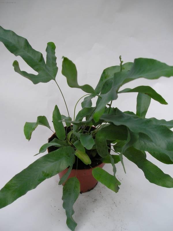 Fotky: K��delnice (foto, obrazky)