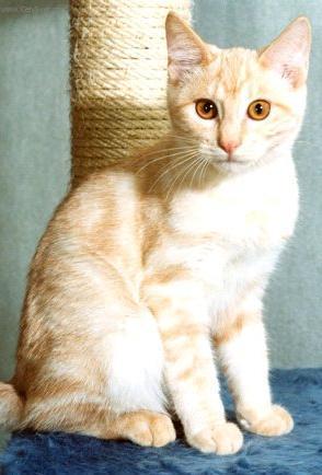 Fotky: Kurilsk� bobtail kr�tkosrts� (foto, obrazky)