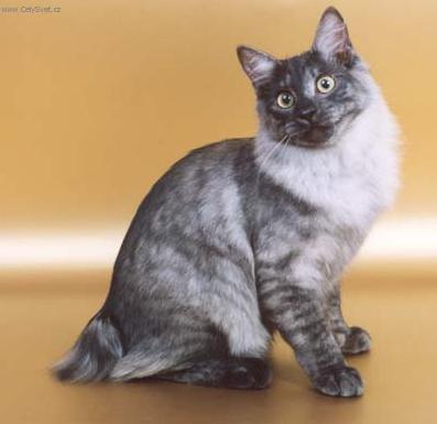 Fotky: Kurilsk� bobtail kr�tkosrts� (foto, obrazky)