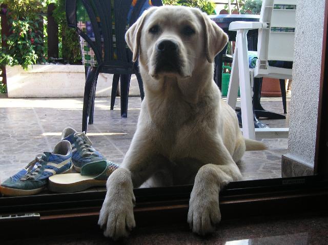 Fotky: Labradorsk� retr�vr (foto, obrazky)