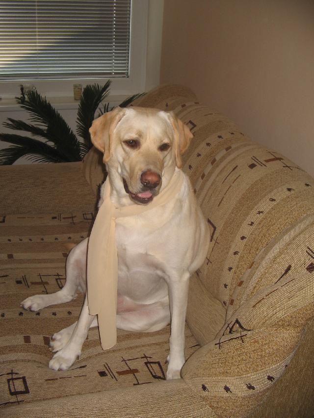 Fotky: Labradorsk� retr�vr (foto, obrazky)