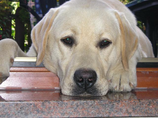Fotky: Labradorsk� retr�vr (foto, obrazky)