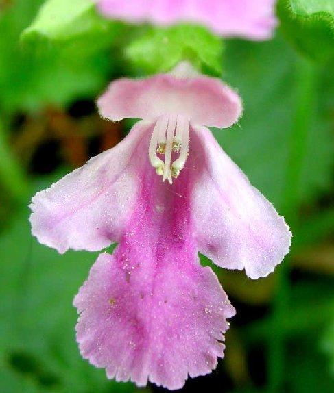 Foto: Levandule L�ka�sk�