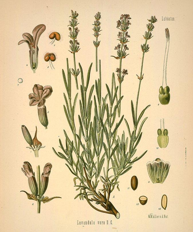 Foto: Levandule L�ka�sk�