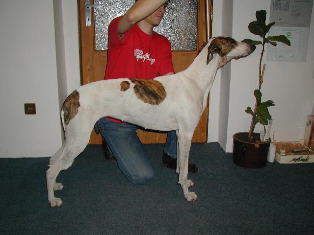 Foto: Ma�arsk� chrt-Fena V�gt�z� Cica (junior �ampionka �R). Majitelka: Petra �echov� / llawondyss@centrum.cz