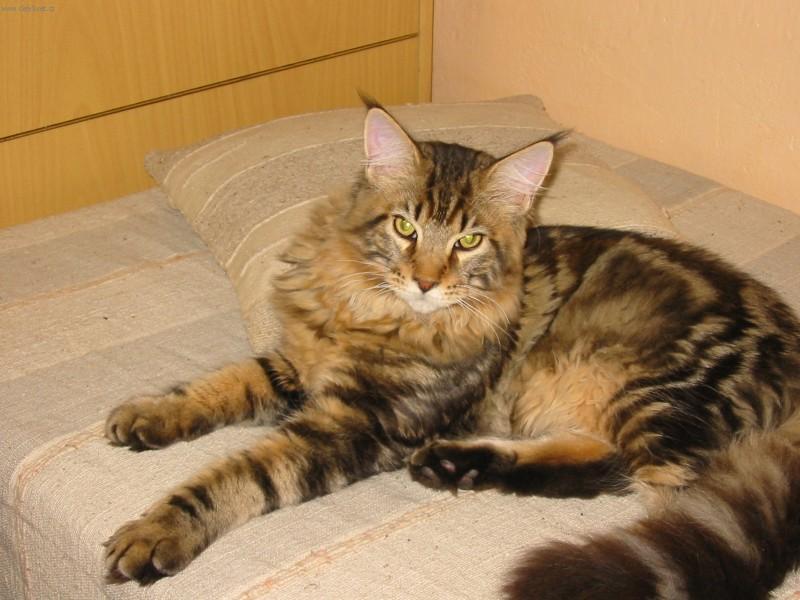 Fotky: Mainsk� m�val� ko�ka (foto, obrazky)