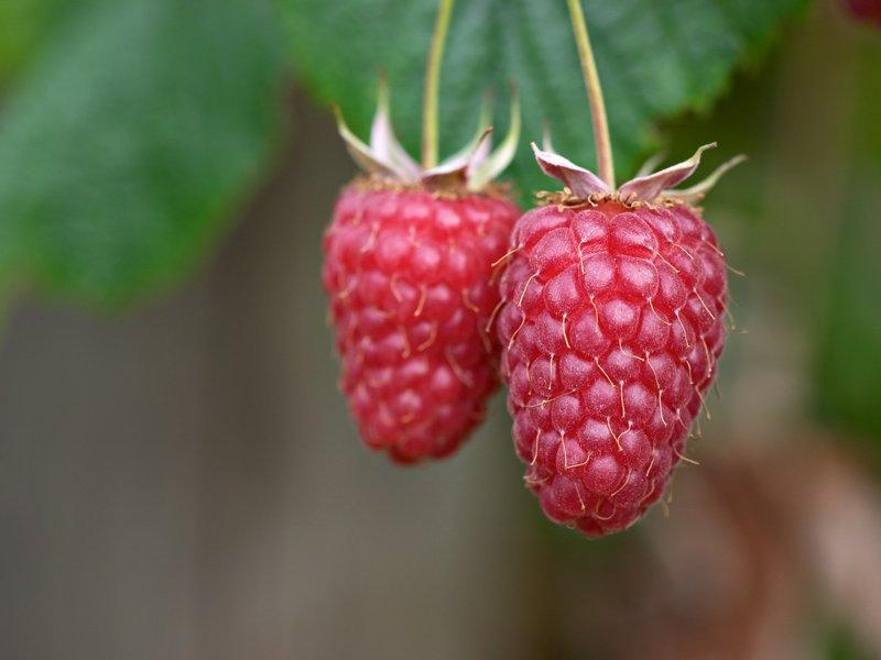 Fotky: Malin�k Obecn� (foto, obrazky)