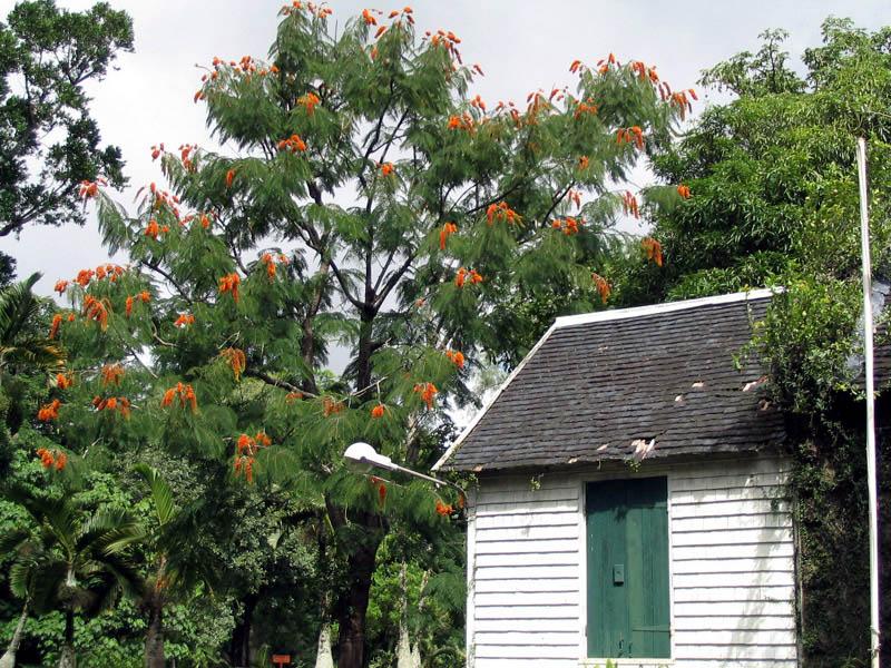 Foto: Mauricius-Pamplemousses