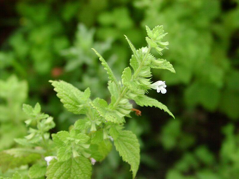 Fotky: Medu�ka L�ka�sk� (foto, obrazky)